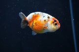 Baby Ranchu  Calico 2.5 Inch (ID#404R9c-25) Free2Day SHIPPING