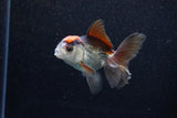 Juvenile Thai Oranda  Tricolor 3.5 Inch (ID#1203To12c-85) Free2Day SHIPPING