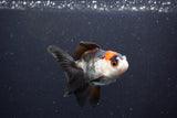 Juvenile Thai Oranda  Tricolor 3.5 Inch (ID#1101To13b-81) Free2Day SHIPPING