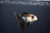 Juvenile Thai Oranda  Tricolor 3.5 Inch (ID#1101To13b-81) Free2Day SHIPPING