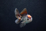 Juvenile Thai Oranda  Tricolor 3.5 Inch (ID#1203To12c-85) Free2Day SHIPPING