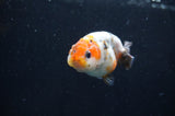 Baby Ranchu  Calico 2.5 Inch (ID#404R9c-25) Free2Day SHIPPING
