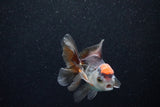 Juvenile Thai Oranda  Tricolor 3.5 Inch (ID#1203To12c-85) Free2Day SHIPPING