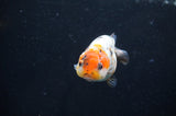 Baby Ranchu  Calico 2.5 Inch (ID#404R9c-25) Free2Day SHIPPING