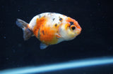 Baby Ranchu  Calico 2.5 Inch (ID#404R9c-25) Free2Day SHIPPING