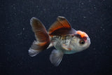 Juvenile Thai Oranda  Tricolor 3.5 Inch (ID#1203To12c-85) Free2Day SHIPPING