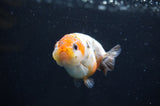 Baby Ranchu  Calico 2.5 Inch (ID#404R9c-25) Free2Day SHIPPING