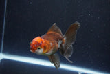 Juvenile Thai Oranda  Tricolor 4 Inch (ID#1101To13b-82) Free2Day SHIPPING