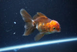 Juvenile Thai Oranda  Tricolor 4 Inch (ID#1101To13b-82) Free2Day SHIPPING