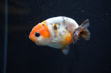 Baby Ranchu  Calico 2.5 Inch (ID#404R9c-25) Free2Day SHIPPING