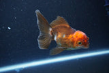 Juvenile Thai Oranda  Tricolor 4 Inch (ID#1101To13b-82) Free2Day SHIPPING