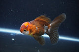 Juvenile Thai Oranda  Tricolor 4 Inch (ID#1101To13b-82) Free2Day SHIPPING