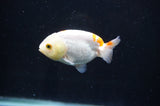 Baby Ranchu  Red White 2.5 Inch (ID#404R9c-26) Free2Day SHIPPING