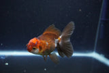 Juvenile Thai Oranda  Tricolor 4 Inch (ID#1101To13b-82) Free2Day SHIPPING