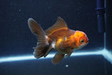 Juvenile Thai Oranda  Tricolor 4 Inch (ID#1101To13b-82) Free2Day SHIPPING