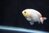 Baby Ranchu  Red White 2.5 Inch (ID#404R9c-26) Free2Day SHIPPING