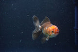 Juvenile Thai Oranda  Tricolor 4 Inch (ID#1101To13b-82) Free2Day SHIPPING