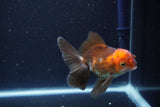 Juvenile Thai Oranda  Tricolor 4 Inch (ID#1101To13b-82) Free2Day SHIPPING