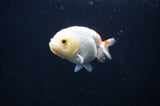 Baby Ranchu  Red White 2.5 Inch (ID#404R9c-26) Free2Day SHIPPING