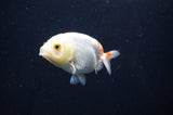 Baby Ranchu  Red White 2.5 Inch (ID#404R9c-26) Free2Day SHIPPING