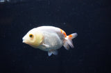 Baby Ranchu  Red White 2.5 Inch (ID#404R9c-26) Free2Day SHIPPING