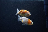 2Pack Ranchu   2 Inch (ID#221RPTD-4) Free2Day SHIPPING
