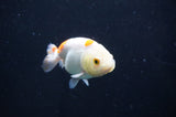 Baby Ranchu  Red White 2.5 Inch (ID#404R9c-26) Free2Day SHIPPING