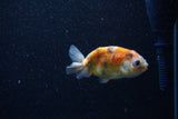 2Pack Ranchu   2 Inch (ID#221RPTD-4) Free2Day SHIPPING