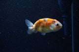 2Pack Ranchu   2 Inch (ID#221RPTD-4) Free2Day SHIPPING
