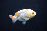 Baby Ranchu  Red White 2.5 Inch (ID#404R9c-26) Free2Day SHIPPING