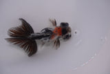 Butterfly  Calico 3.5 Inch (ID#1213B8b-44) Free2Day SHIPPING