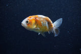 2Pack Ranchu   2 Inch (ID#221RPTD-4) Free2Day SHIPPING