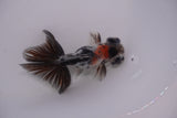 Butterfly  Calico 3.5 Inch (ID#1213B8b-44) Free2Day SHIPPING