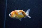 2Pack Ranchu   2 Inch (ID#221RPTD-4) Free2Day SHIPPING
