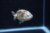 Baby Ranchu  Calico 2.5 Inch (ID#404R9c-27) Free2Day SHIPPING