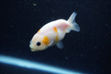2Pack Ranchu   2 Inch (ID#221RPTD-4) Free2Day SHIPPING