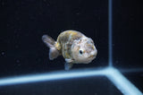 Baby Ranchu  Calico 2.5 Inch (ID#404R9c-27) Free2Day SHIPPING