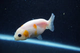 2Pack Ranchu   2 Inch (ID#221RPTD-4) Free2Day SHIPPING