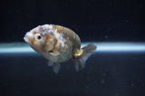 Baby Ranchu  Calico 2.5 Inch (ID#404R9c-27) Free2Day SHIPPING
