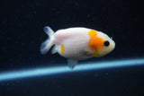 2Pack Ranchu   2 Inch (ID#221RPTD-4) Free2Day SHIPPING