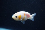 2Pack Ranchu   2 Inch (ID#221RPTD-4) Free2Day SHIPPING