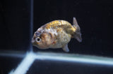 Baby Ranchu  Calico 2.5 Inch (ID#404R9c-27) Free2Day SHIPPING