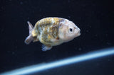 Baby Ranchu  Calico 2.5 Inch (ID#404R9c-27) Free2Day SHIPPING