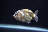 Baby Ranchu  Calico 2.5 Inch (ID#404R9c-27) Free2Day SHIPPING