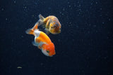 2Pack Ranchu   2 Inch (ID#221RPTD-5) Free2Day SHIPPING