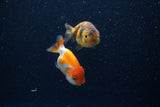 2Pack Ranchu   2 Inch (ID#221RPTD-5) Free2Day SHIPPING