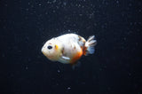 Baby Ranchu  Calico 2.5 Inch (ID#404R9c-28) Free2Day SHIPPING