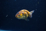2Pack Ranchu   2 Inch (ID#221RPTD-5) Free2Day SHIPPING