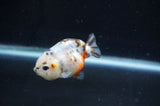 Baby Ranchu  Calico 2.5 Inch (ID#404R9c-28) Free2Day SHIPPING