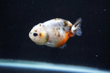 Baby Ranchu  Calico 2.5 Inch (ID#404R9c-28) Free2Day SHIPPING